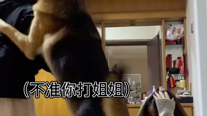 What’s the German Shepherd’s reaction when I hit myself?