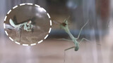 Caging mosquitoes and praying mantis together is so relieving!!!