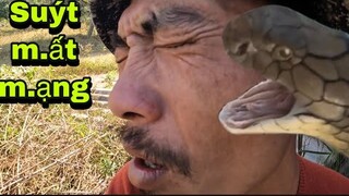 Sư Phụ Team Săn Bắt Ẩm Thực Vùng Cao Suýt M.ất M.ạng Vì Rắn Hổ Mang Cụ Chúa | Đại Vùng Cao