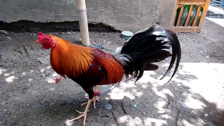 my broodstag