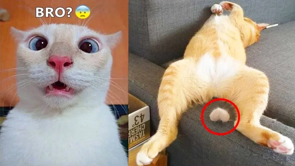 Funniest Dogs And Cats - Best Of The 2022 Funny Animal Videos #10 - Bilibili Funniest Dogs And Cats - Best Of The 2022 Funny Animal Videos #10 - Bilibili