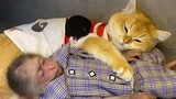 Bayi Monyet dan Kucing: Ayo Tidur Bersama!