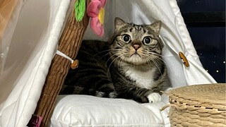 当我的猫听到我大声哭泣，他竟然做出了惊人的选择！