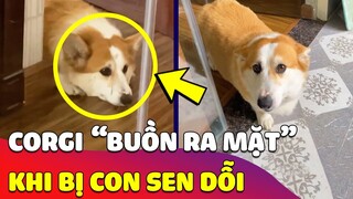 Cưng xỉu hình ảnh Bé Corgi 'BUỒN RA MẶT' khi bị con Sen 'HỜN DỖI' làm ai cũng tan chảy 🥰 Gâu Đần