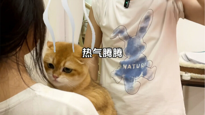 Baking a golden tabby cat seems pretty reasonable, right?