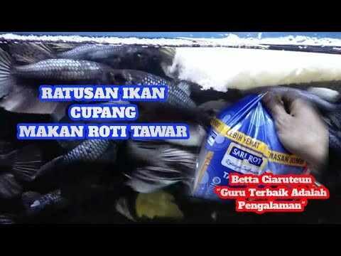 Ratusan Ikan Cupang Makan Roti (biar pinter bahasa inggrisnya)