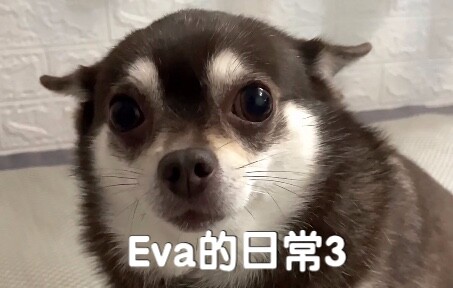 Không cho sờ đâu!