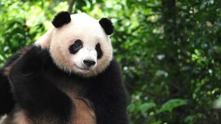 [Animal] [Panda] Lúc chợp mắt ngọt ngào | Qi Yi & Fu Lai