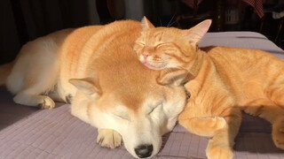 这是一场决定谁当枕头的猫狗之战