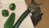 CUTE CAT วิดีโอแมวที่สนุกที่สุดในปี 2021 ที่ทำให้คุณหัวเราะออกมาดังๆ แมวน่ารักที่สุด