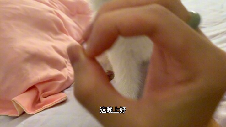 อาปา อาปา