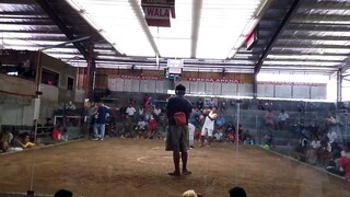 2 hits ulutan CHAMPION💪 (2nd fight)