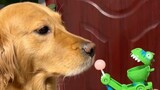 Cute dog wanted to try a lollipop but it failed.