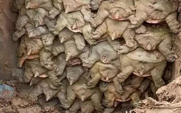 Bilibili tự động đẩy video của tôi lên hot search rồi lại kết luận là vi phạm, bó tay thật.