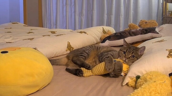 Anh Tân bận rộn~