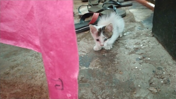 Video lucu anak kucing Bermain