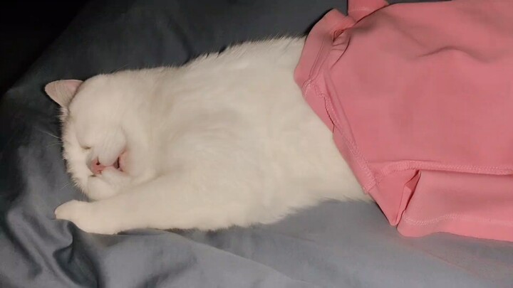 Its snoring woke me up last night—it was sleeping so soundly. So cute, snoring away!