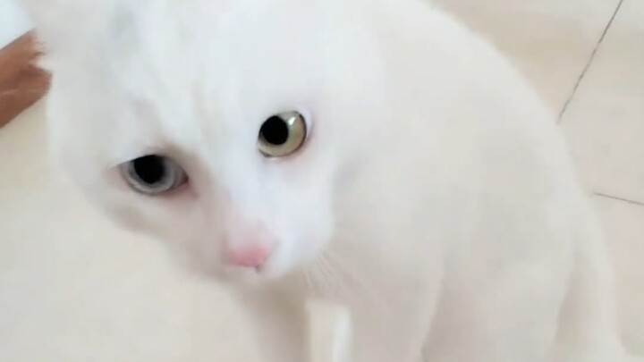 يا له من ظلمٍ لقطّتنا! لقد حُبست عن طريق الخطأ على الشرفة لمدة 6 ساعات.