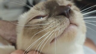 Sếp, anh đã chạm vào tổ của mình rồi.