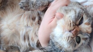 If a little kitten doesn't work hard, it'll become a human's toy (even if it does try hard, it still