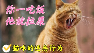 猫为什么喜欢在你吃饭的时候拉屎？