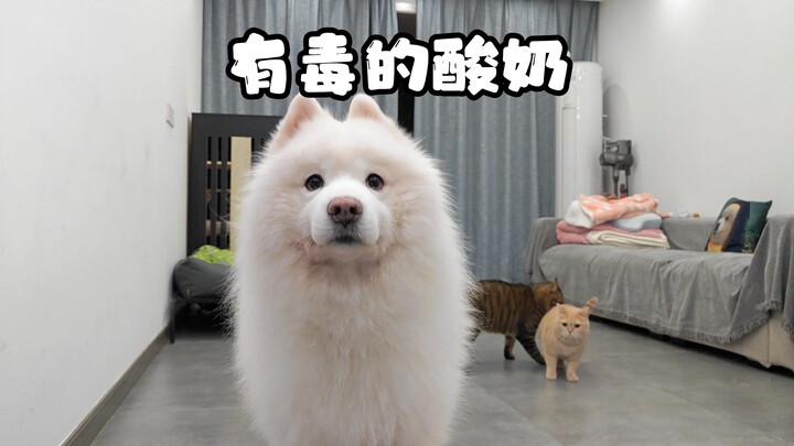 You gave me poisoned yogurt?!