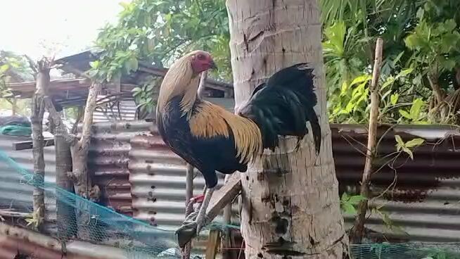 Lucio gf base bloodline 2x winner melsims dark grey