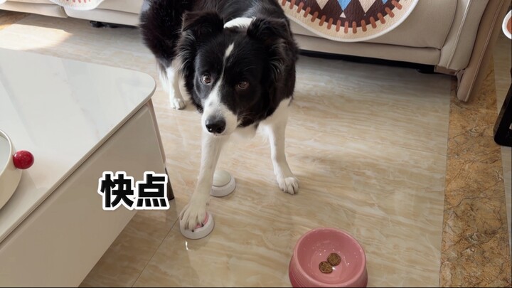 今天是粉丝考试