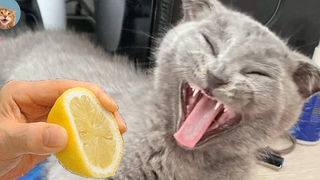 Aww😂😂 ปฏิกิริยาน่ารักของสุนัขและแมว - พยายามอย่าหัวเราะ เหมียว