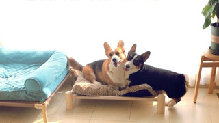 [Động vật]Corgi đang đánh nhau thì bị dọa sợ khi thấy mẹ cầm sạn