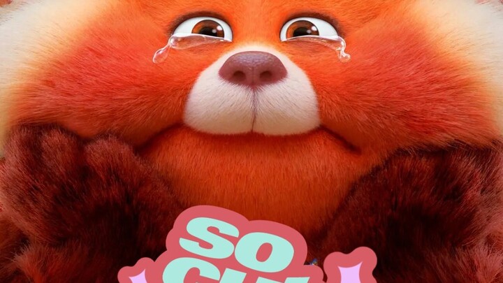 萌哭，谁能拒绝一只毛绒绒还会禅的小红熊猫呢