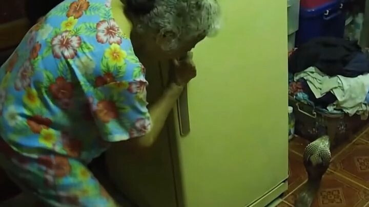 Grandma Fight Snake with TV