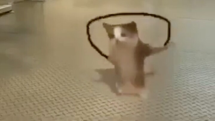 Jumping cat