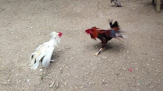 Mclean Kelso VS White Kelso McLean spar