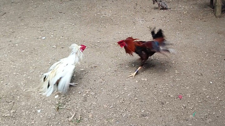 Mclean Kelso VS White Kelso McLean spar