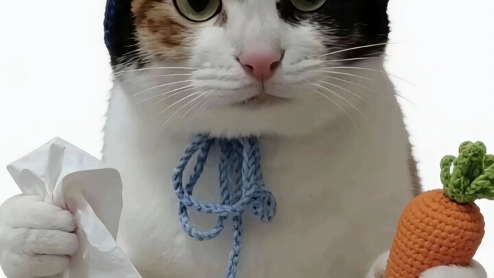 We still don’t know how many forms the Clumsy Cat Tissue Carrot has.