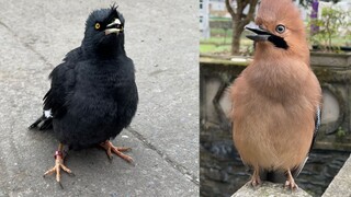 This birdman makes me very angry!