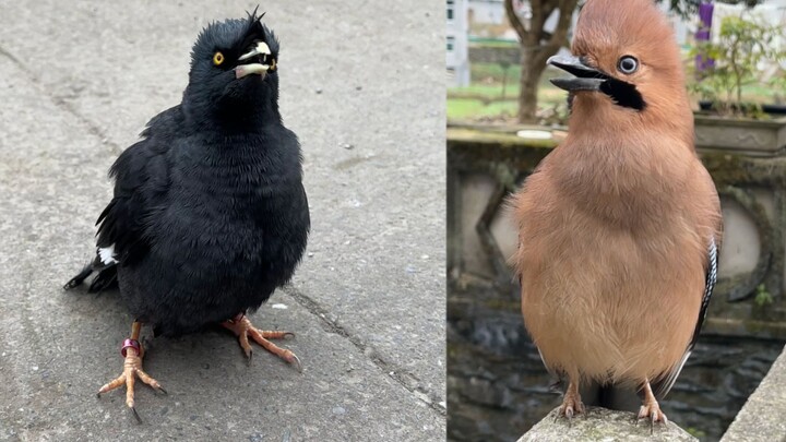 This birdman makes me very angry!