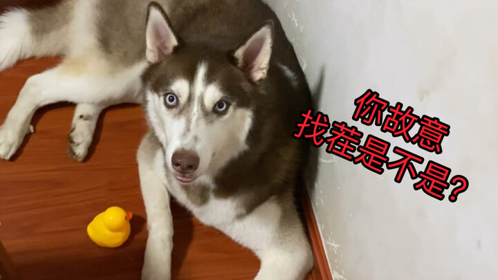 Husky: Pasti ada saat-saat kamu tidak di rumah, kan!