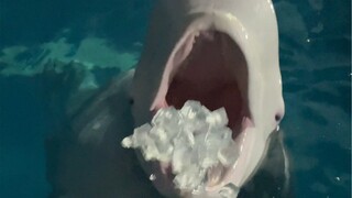 เจ้าดำน้อยก็อยากให้ฉันเอาใจมันเพียงตัวเดียว ทำไงดีล่ะ😅 #วาฬขาวกินปลา[หัวข้อ]# #วาฬขาวกินน้ำแข็ง[หัวข