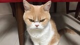 Cats You DON'T Want To Mess With: Funny Cat Videos 2023
