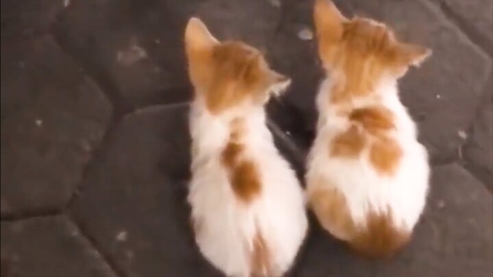 น่ารัก คัดลอก วาง