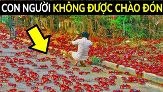 [Soi Sáng] - Hòn Đảo Có 100 Triệu Con Cua Sẽ Biến Mặt Đất Dưới Chân Bạn Thành Màu Đỏ