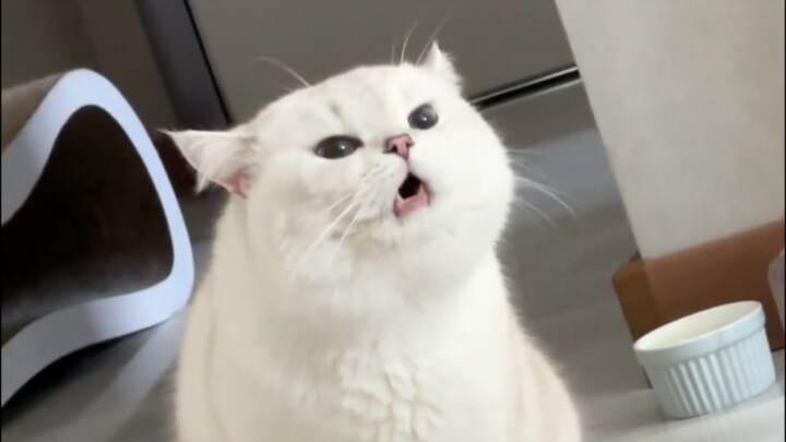 "Kitty Wake-Up Service"
