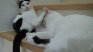 แอบส่อง!! แมวอ้วนตัวเท่าควายแอบดูดนมแม่