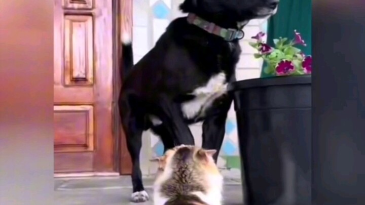 Anjing hitam kecil: Siapa yang ngerti nih! Aku cuma berdiri santai menikmati bunga, tiba-tiba dia me