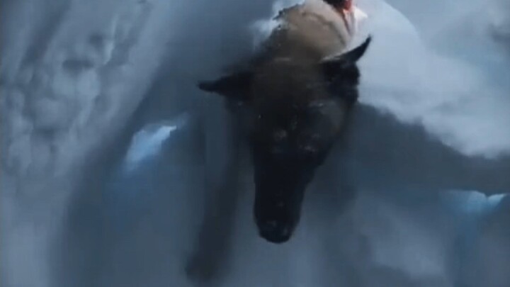 “The muzzle of a little dog came before BLEACH…”