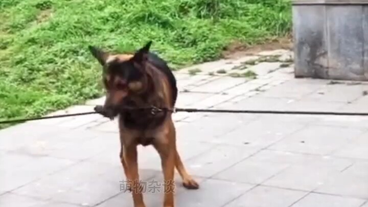 Dog-sitting expert Tian Ge, at the age of nine, already boasts eight years of childcare experience!