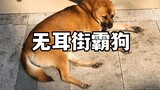 你知道无耳街霸狗的梗吗？