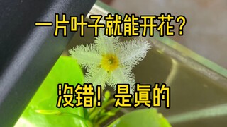 一片叶子就能开花？没错！是真的